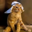 Arab cat