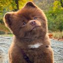 Bertram The Pomeranian (BERT) Live Price, Chart and Marketcap