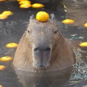 capybara (CAPY) Live Price, Chart and Marketcap