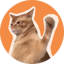 CatSlap