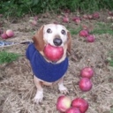 dog with apple in mouth Live Price, Chart and Marketcap