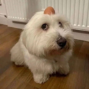 dog with egg on head Live Price, Chart and Marketcap