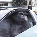 Gorilla In A Coupe (GIAC) Live Price, Chart and Marketcap