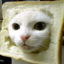 Inbred Cat