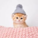 Kitten Wif Hat (KWIF) Live Price, Chart and Marketcap