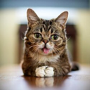 LIL BUB Live Price, Chart and Marketcap