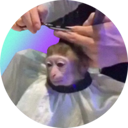 monkeyhaircut (MONK) Live Price, Chart and Marketcap