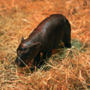 New Born Haggis Pygmy Hippo Live Price, Chart and Marketcap