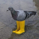 Pigeon In Yellow Boots Live Price, Chart and Marketcap