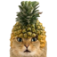 Pineapple Cat