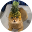 Pineapple Cat