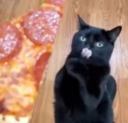 Pizza Cat (PIZA) Live Price, Chart and Marketcap