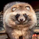 Raccoon Dog (RACCOONDOG) Live Price, Chart and Marketcap