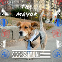 Simon for NYC  dog Mayor Live Price, Chart and Marketcap