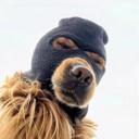 Ski Mask Dog Live Price, Chart and Marketcap