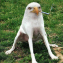 Smoking Eagle Dog (SED) Live Price, Chart and Marketcap