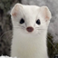 White Mountain Ermine