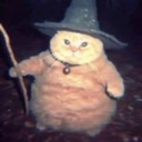 Wizard Cat Live Price, Chart and Marketcap